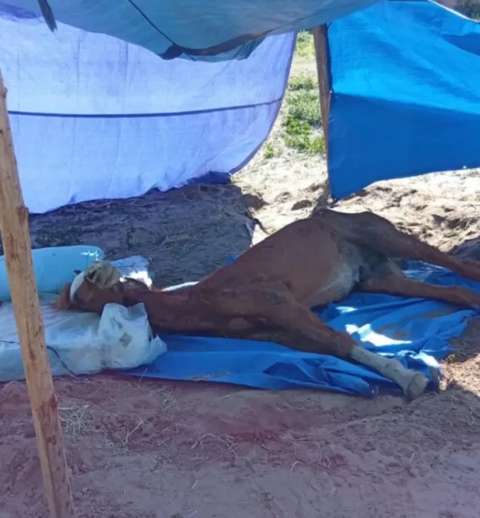 Cavalo debilitado deitado no chão, sob uma barraca improvisada com lona azul, em evidente estado de abandono.