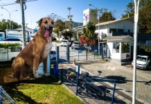 Cachorro no quintal de casa, simbolizando o processo de adoção de animais