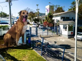 Cachorro no quintal de casa, simbolizando o processo de adoção de animais