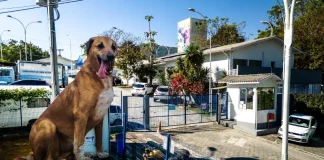 Cachorro no quintal de casa, simbolizando o processo de adoção de animais