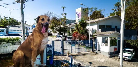 Cachorro no quintal de casa, simbolizando o processo de adoção de animais