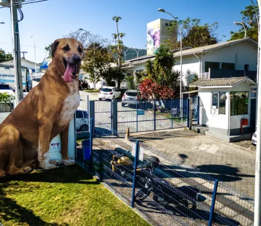 Cachorro no quintal de casa, simbolizando o processo de adoção de animais