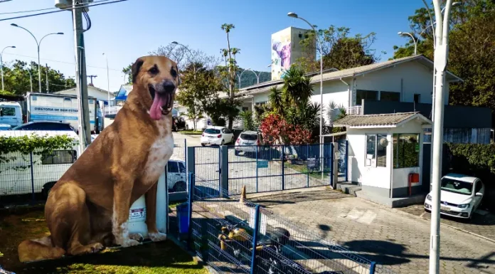 Cachorro no quintal de casa, simbolizando o processo de adoção de animais