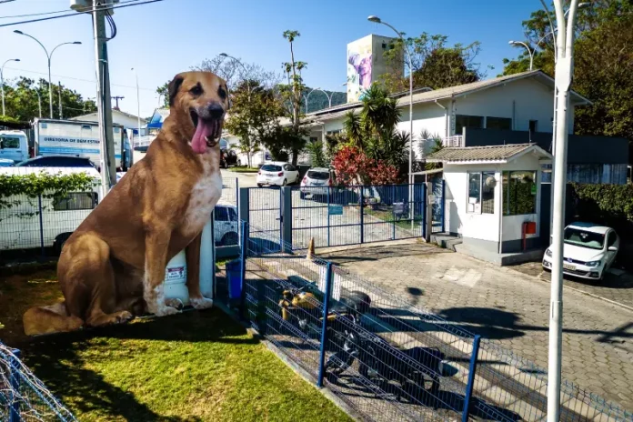 Cachorro no quintal de casa, simbolizando o processo de adoção de animais