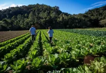 Casal de agricultores caminha entre a plantação de hortaliças, com enxadas nas mãos, representando o trabalho no campo e o apoio ao Banco de Alimentos Municipal