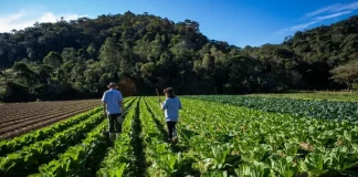 Casal de agricultores caminha entre a plantação de hortaliças, com enxadas nas mãos, representando o trabalho no campo e o apoio ao Banco de Alimentos Municipal