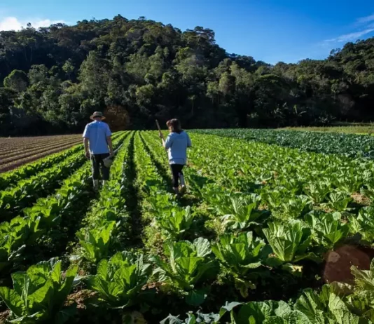 Casal de agricultores caminha entre a plantação de hortaliças, com enxadas nas mãos, representando o trabalho no campo e o apoio ao Banco de Alimentos Municipal