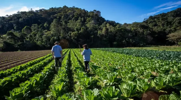 Casal de agricultores caminha entre a plantação de hortaliças, com enxadas nas mãos, representando o trabalho no campo e o apoio ao Banco de Alimentos Municipal