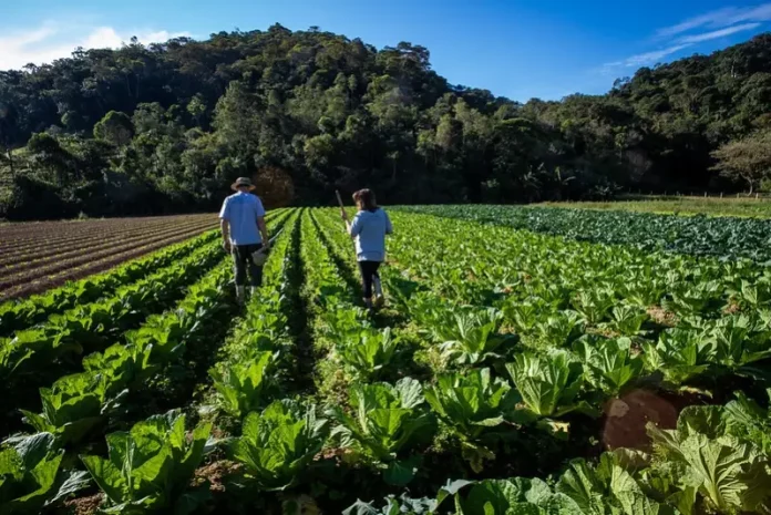 Casal de agricultores caminha entre a plantação de hortaliças, com enxadas nas mãos, representando o trabalho no campo e o apoio ao Banco de Alimentos Municipal