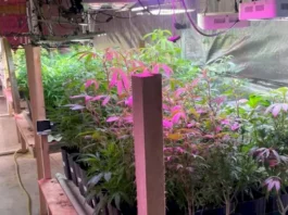 Estufa com 480 pés de maconha localizada pela Polícia Militar em Nova Trento
