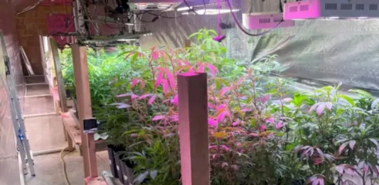 Estufa com 480 pés de maconha localizada pela Polícia Militar em Nova Trento