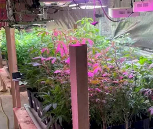 Estufa com 480 pés de maconha localizada pela Polícia Militar em Nova Trento