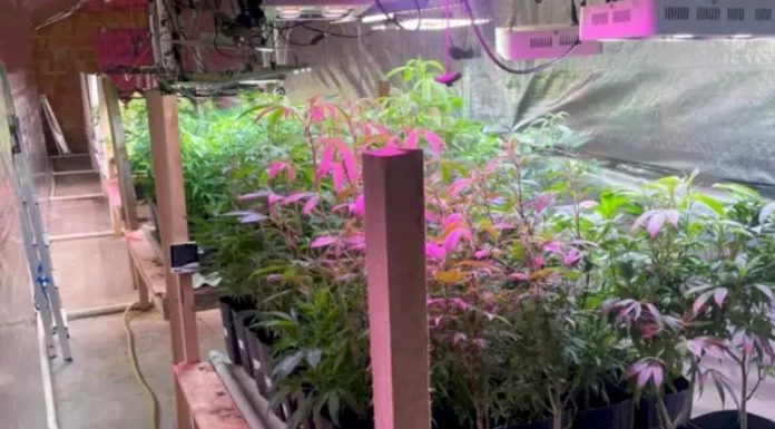 Estufa com 480 pés de maconha localizada pela Polícia Militar em Nova Trento