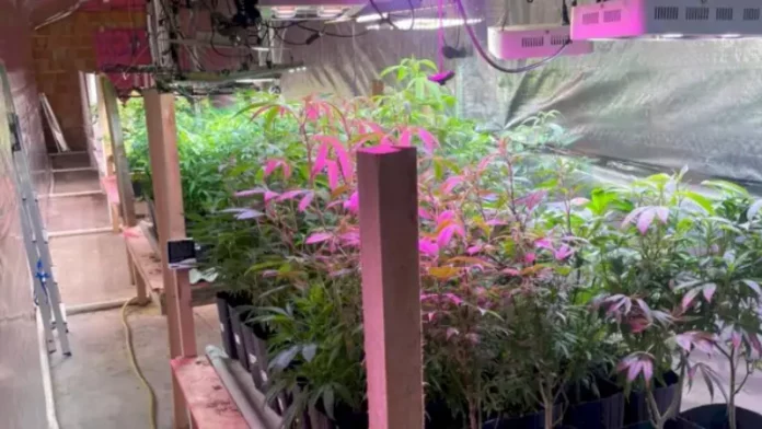 Estufa com 480 pés de maconha localizada pela Polícia Militar em Nova Trento