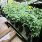 Estufa com diversos pés de maconha apreendidos durante operação policial em Palhoça.