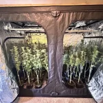 Estufa de maconha encontrada pela Polícia Civil durante operação no bairro Rio Vermelho, em Florianópolis.