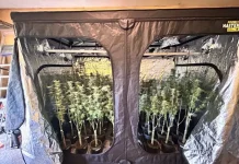 Estufa de maconha encontrada pela Polícia Civil durante operação no bairro Rio Vermelho, em Florianópolis.