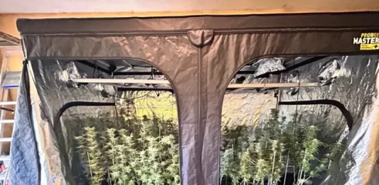 Estufa de maconha encontrada pela Polícia Civil durante operação no bairro Rio Vermelho, em Florianópolis.
