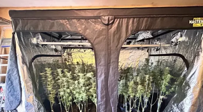 Estufa de maconha encontrada pela Polícia Civil durante operação no bairro Rio Vermelho, em Florianópolis.