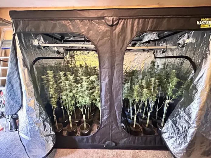 Estufa de maconha encontrada pela Polícia Civil durante operação no bairro Rio Vermelho, em Florianópolis.
