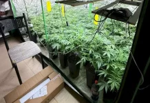 Estufa com diversos pés de maconha apreendidos durante operação policial em Palhoça.