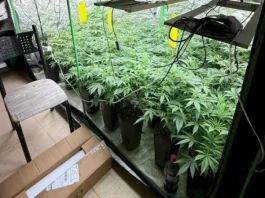 Estufa com diversos pés de maconha apreendidos durante operação policial em Palhoça.
