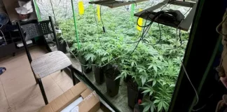 Estufa com diversos pés de maconha apreendidos durante operação policial em Palhoça.