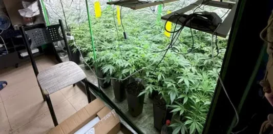 Estufa com diversos pés de maconha apreendidos durante operação policial em Palhoça.