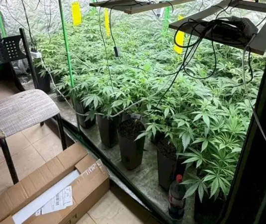 Estufa com diversos pés de maconha apreendidos durante operação policial em Palhoça.