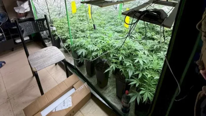 Estufa com diversos pés de maconha apreendidos durante operação policial em Palhoça.