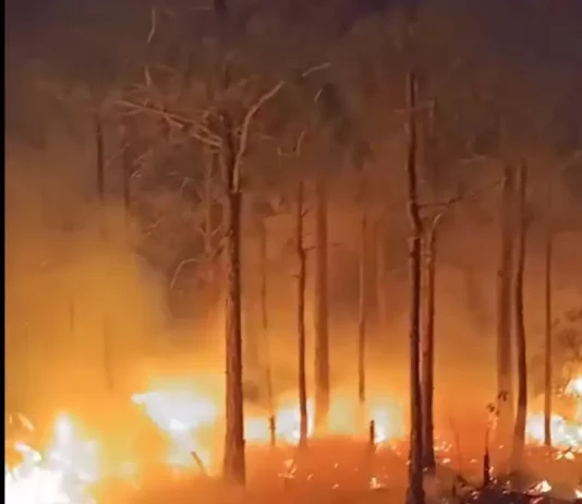 Bombeiros apagando o incêndio em vegetação na Praia do Sonho