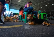 Tutores aguardam com seus cães na fila para o mutirão de castração em Florianópolis.