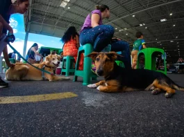 Tutores aguardam com seus cães na fila para o mutirão de castração em Florianópolis.