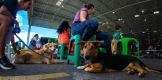 Tutores aguardam com seus cães na fila para o mutirão de castração em Florianópolis.