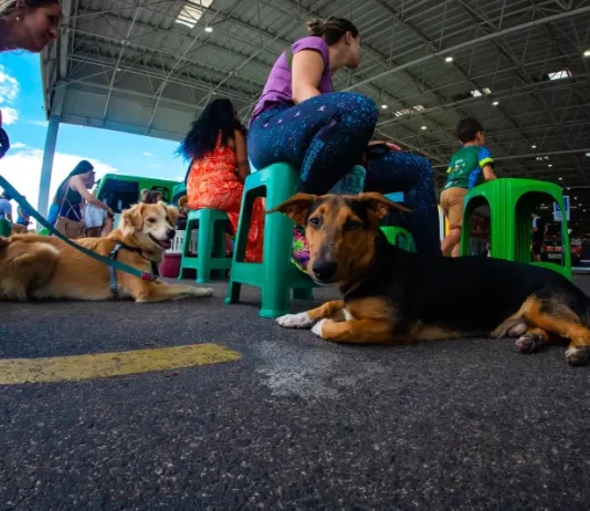 Tutores aguardam com seus cães na fila para o mutirão de castração em Florianópolis.