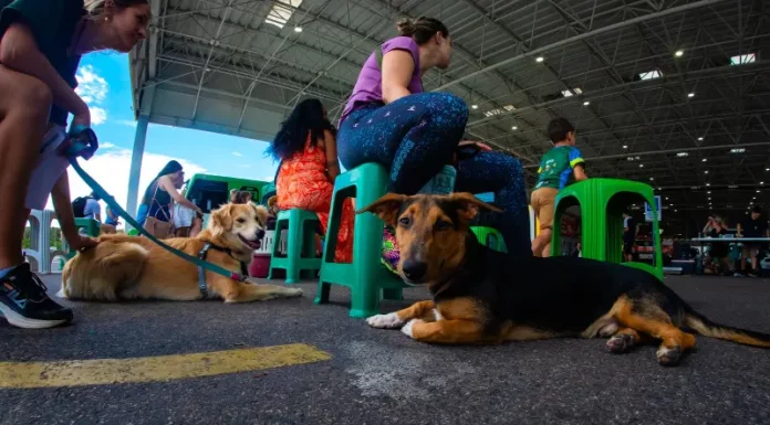 Tutores aguardam com seus cães na fila para o mutirão de castração em Florianópolis.
