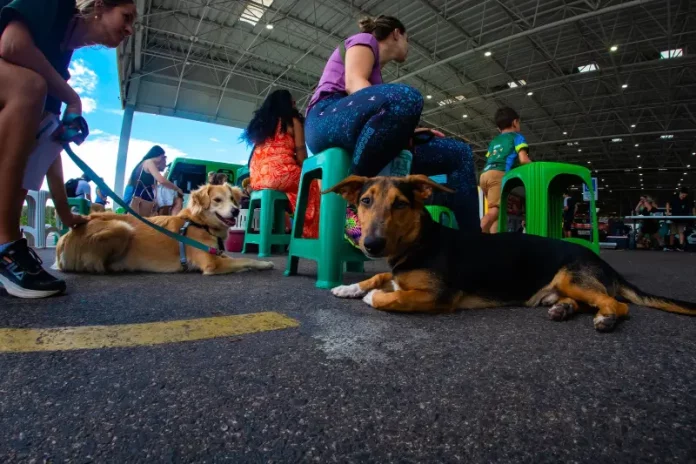 Tutores aguardam com seus cães na fila para o mutirão de castração em Florianópolis.