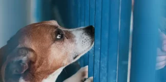 Bart está próximo à grade na Dibea, aguardando atenção e uma oportunidade de adoção em Florianópolis.