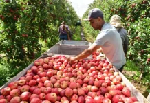 Operários colhendo maçãs em pomar, ilustrando o aumento de 28% na safra projetado pela Epagri para Santa Catarina.
