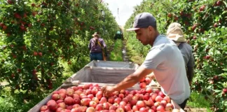 Operários colhendo maçãs em pomar, ilustrando o aumento de 28% na safra projetado pela Epagri para Santa Catarina.