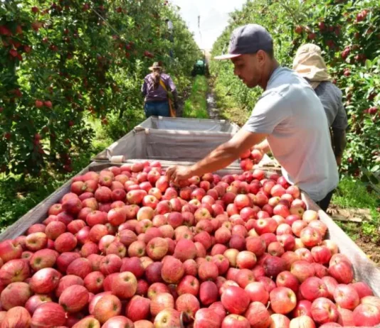 Epagri projeta safra de maçã 28% maior em Santa Catarina Operários colhendo maçãs em pomar, ilustrando o aumento de 28% na safra projetado pela Epagri para Santa Catarina.