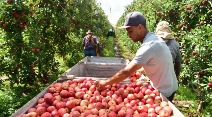 Epagri projeta safra de maçã 28% maior em Santa Catarina Operários colhendo maçãs em pomar, ilustrando o aumento de 28% na safra projetado pela Epagri para Santa Catarina.