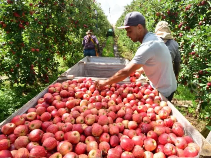 Operários colhendo maçãs em pomar, ilustrando o aumento de 28% na safra projetado pela Epagri para Santa Catarina.