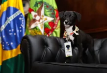 Filhote de cachorro preto com peito branco, usando crachá de identificação, sentado em sofá preto. Ao fundo, bandeiras do Brasil e de Santa Catarina. A imagem representa ações do Governo de Santa Catarina pelo bem-estar animal no programa Pet Levado a Sério.
