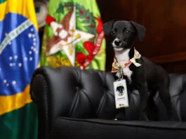 Filhote de cachorro preto com peito branco, usando crachá de identificação, sentado em sofá preto. Ao fundo, bandeiras do Brasil e de Santa Catarina. A imagem representa ações do Governo de Santa Catarina pelo bem-estar animal no programa Pet Levado a Sério.