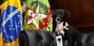Filhote de cachorro preto com peito branco, usando crachá de identificação, sentado em sofá preto. Ao fundo, bandeiras do Brasil e de Santa Catarina. A imagem representa ações do Governo de Santa Catarina pelo bem-estar animal no programa Pet Levado a Sério.