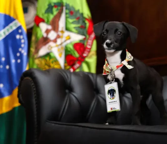 Filhote de cachorro preto com peito branco, usando crachá de identificação, sentado em sofá preto. Ao fundo, bandeiras do Brasil e de Santa Catarina. A imagem representa ações do Governo de Santa Catarina pelo bem-estar animal no programa Pet Levado a Sério.