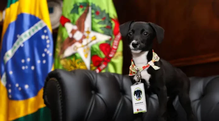Pet Levado a Sério: Santa Catarina confirma R$ 17 milhões para castração de cães e gatos em 273 cidades Filhote de cachorro preto com peito branco, usando crachá de identificação, sentado em sofá preto. Ao fundo, bandeiras do Brasil e de Santa Catarina. A imagem representa ações do Governo de Santa Catarina pelo bem-estar animal no programa Pet Levado a Sério.
