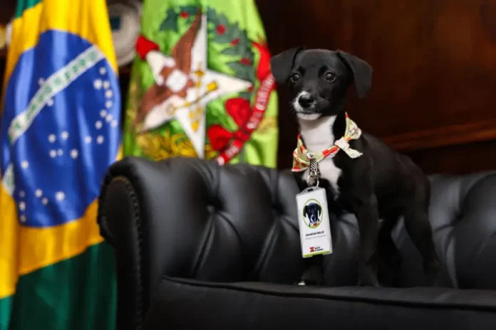 Filhote de cachorro preto com peito branco, usando crachá de identificação, sentado em sofá preto. Ao fundo, bandeiras do Brasil e de Santa Catarina. A imagem representa ações do Governo de Santa Catarina pelo bem-estar animal no programa Pet Levado a Sério.