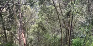 Bombeiro com uniforme amarelo e capacete avalia os destroços de um veículo que caiu em uma ribanceira cercada por mata densa, após grave colisão na BR-282 em Bom Retiro (SC). Ao fundo, um homem observa a cena. Partes do carro estão espalhadas entre a vegetação, indicando a força do impacto.